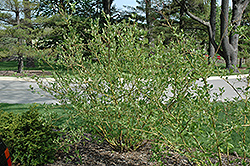 Winter Flame Dogwood (Cornus sanguinea 'Winter Flame') at Lakeshore Garden Centres