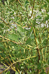 Winter Flame Dogwood (Cornus sanguinea 'Winter Flame') at Lakeshore Garden Centres
