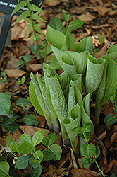 Lime Krinkles Hosta (Hosta 'Lime Krinkles') at Lakeshore Garden Centres