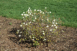 Red Monarch Fothergilla (Fothergilla major 'KLMfifteen') at Lakeshore Garden Centres