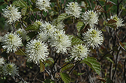 Red Monarch Fothergilla (Fothergilla major 'KLMfifteen') at Lakeshore Garden Centres