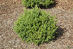 JW Singer Boxwood (Buxus microphylla 'JW Singer') at Lakeshore Garden Centres