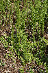 Interrupted Fern (Osmunda claytoniana) at Lakeshore Garden Centres