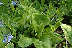 Daybreak Hosta (Hosta 'Daybreak') at Lakeshore Garden Centres
