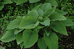 Gunsmoke Hosta (Hosta 'Gunsmoke') at Lakeshore Garden Centres