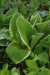 Red Alert Hosta (Hosta 'Red Alert') at Lakeshore Garden Centres