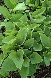 Pearl Lake Hosta (Hosta 'Pearl Lake') at Lakeshore Garden Centres