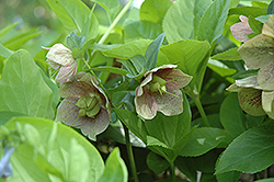 Oriental Hellebore (Helleborus orientalis) at Lakeshore Garden Centres