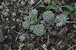 Flowering Sedum (Sedum iwarenge) at Lakeshore Garden Centres