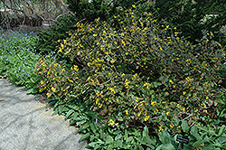 New Market Oregon Grape (Mahonia x decumbens) at Lakeshore Garden Centres