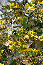 New Market Oregon Grape (Mahonia x decumbens) at Lakeshore Garden Centres