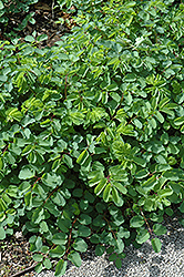 Japanese Bottlebrush (Sanguisorba obtusa) at Lakeshore Garden Centres