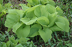 Piedmont Gold Hosta (Hosta 'Piedmont Gold') at Lakeshore Garden Centres