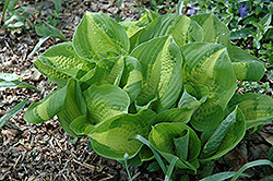 Summer Music Hosta (Hosta 'Summer Music') at Lakeshore Garden Centres