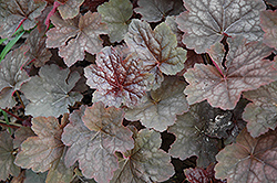 Montrose Ruby Coral Bells (Heuchera 'Montrose Ruby') at Lakeshore Garden Centres