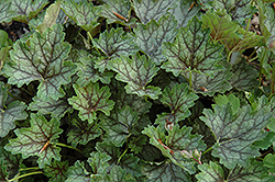 Ring of Fire Coral Bells (Heuchera americana 'Ring Of Fire') at Lakeshore Garden Centres