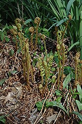Robust Male Fern (Dryopteris x complexa) at Lakeshore Garden Centres