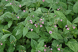Bielefeld Pink Lungwort (Pulmonaria 'Bielefeld Pink') at Lakeshore Garden Centres