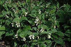Ground Cover Comfrey (Symphytum grandiflorum) at Lakeshore Garden Centres