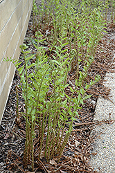 Goldie's Wood Fern (Dryopteris goldiana) at Lakeshore Garden Centres