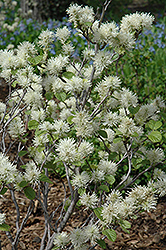 May Bouquet Fothergilla (Fothergilla monticola 'KLMsixteen') at Lakeshore Garden Centres