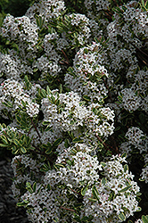 Carol Mackie Daphne (Daphne x burkwoodii 'Carol Mackie') at Peter Knippel Garden Centre