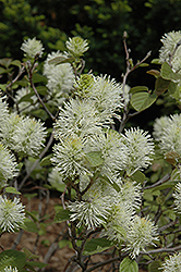 Windy City Fothergilla (Fothergilla gardenii 'Windy City') at Lakeshore Garden Centres