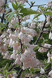 Pink Carolina Silverbell (Halesia tetraptera 'Rosea') at Lakeshore Garden Centres