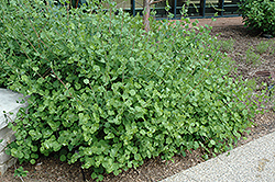 Grape Honeysuckle (Lonicera prolifera) at Lakeshore Garden Centres