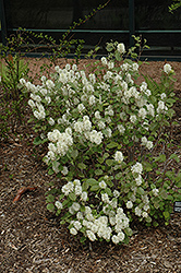 Windy City Fothergilla (Fothergilla gardenii 'Windy City') at Lakeshore Garden Centres