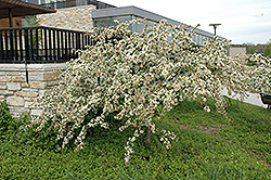 Tina Flowering Crab (Malus sargentii 'Tina') at Peter Knippel Garden Centre