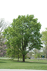 David Elm (Ulmus davidiana) at Lakeshore Garden Centres