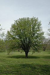 Bigleaf Linden (Tilia platyphyllos) at Lakeshore Garden Centres