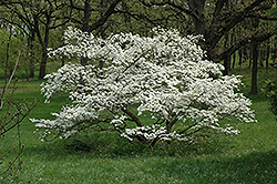 Cherokee Princess Flowering Dogwood (Cornus florida 'Cherokee Princess') at Lakeshore Garden Centres