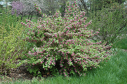 Early Weigela (Weigela praecox) at Lakeshore Garden Centres