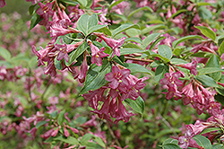 Early Weigela (Weigela praecox) at Lakeshore Garden Centres