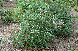European Fly Honeysuckle (Lonicera xylosteum) at Lakeshore Garden Centres