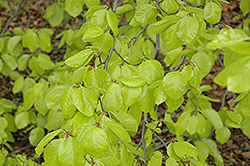 Golden Beech (Fagus sylvatica 'Zlatia') at Lakeshore Garden Centres