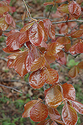 Purple Beech (Fagus sylvatica 'Atropunicea') at Lakeshore Garden Centres