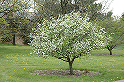 Cerro Hawthorn (Crataegus erythropoda) at Lakeshore Garden Centres