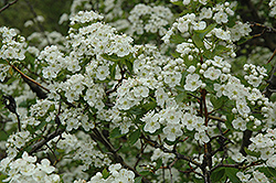 Cerro Hawthorn (Crataegus erythropoda) at Lakeshore Garden Centres