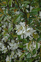 Starlight Flowering Quince (Chaenomeles speciosa 'Starlight') at Lakeshore Garden Centres