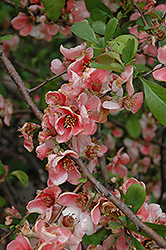 Shinonome Flowering Quince (Chaenomeles speciosa 'Shinonome') at Lakeshore Garden Centres