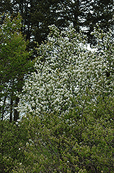 Round-Leaf Serviceberry (Amelanchier sanguinea) at Lakeshore Garden Centres