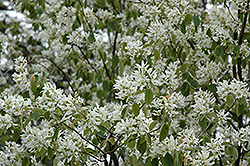 Round-Leaf Serviceberry (Amelanchier sanguinea) at Lakeshore Garden Centres