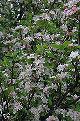 Rivers Flowering Crab (Malus spectabilis 'Riversii') at Lakeshore Garden Centres