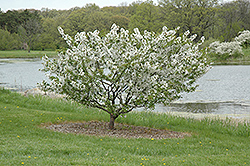 Hall's Flowering Crab (Malus halliana) at Lakeshore Garden Centres