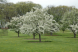 Christmas Holly Flowering Crab (Malus 'Christmas Holly') at Lakeshore Garden Centres