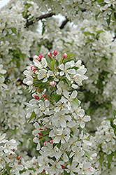 Christmas Holly Flowering Crab (Malus 'Christmas Holly') at Lakeshore Garden Centres