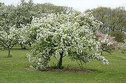 Kirk Flowering Crab (Malus 'Kirk') at Lakeshore Garden Centres